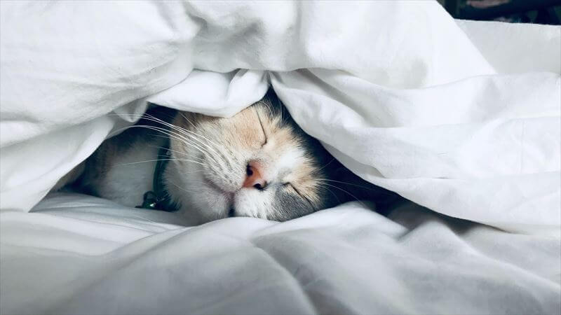 睡眠を十分に取る